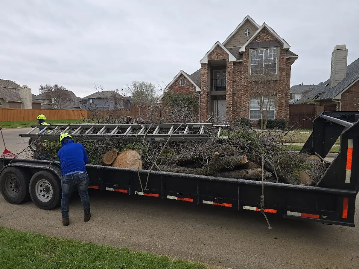 Expert Tree Removal with proper safety equipment in Rodeo
